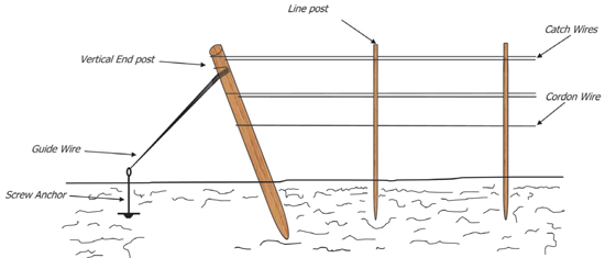 How To Set Up The Strawberry Trellises How To Set Up The Strawberry Trellises