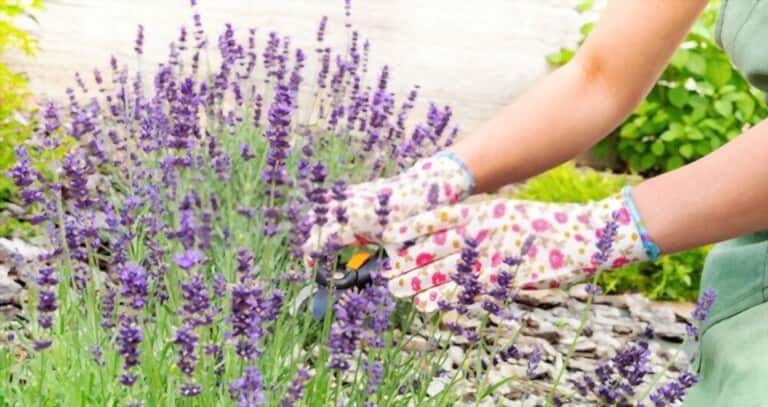 How To Grow Flowers From Cuttings How To Grow Flowers From Cuttings