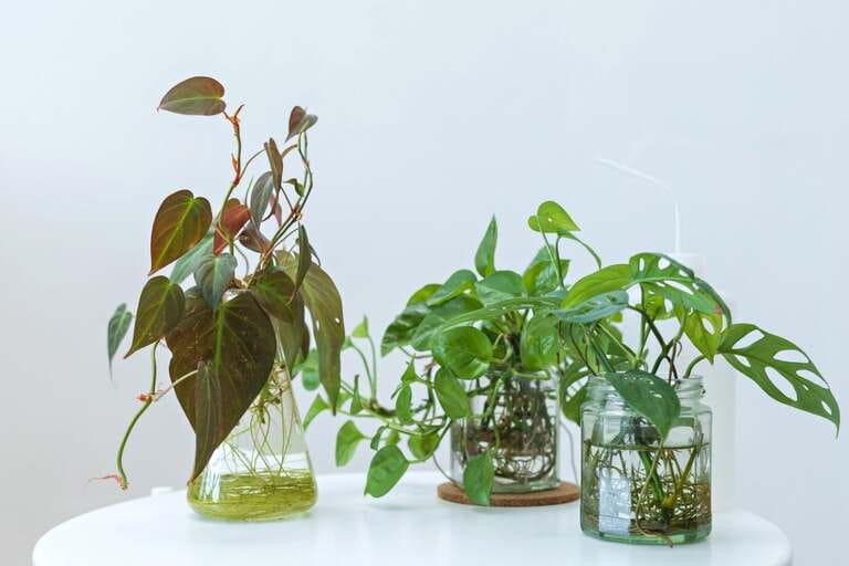 How To Grow Plants In Aquarium How To Grow Plants In Aquarium