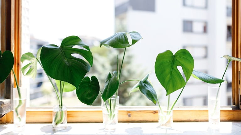 How To Grow Plants In Aquarium How To Grow Plants In Aquarium