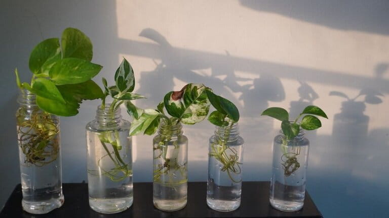 How To Grow Plants In Aquarium How To Grow Plants In Aquarium