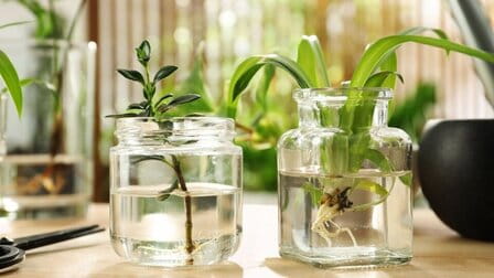 How To Grow Plants In Aquarium How To Grow Plants In Aquarium