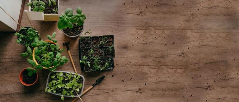 How To Plant Kitchen Garden How To Plant Kitchen Garden