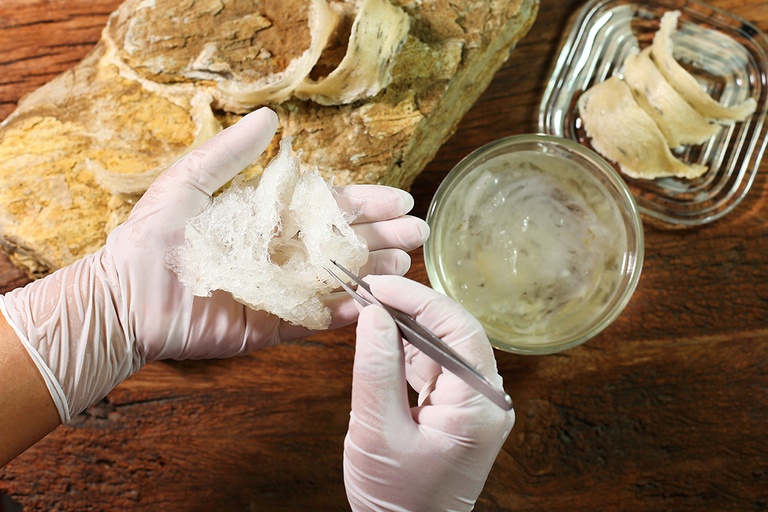 How To Choose Bird Nest How To Choose Bird Nest