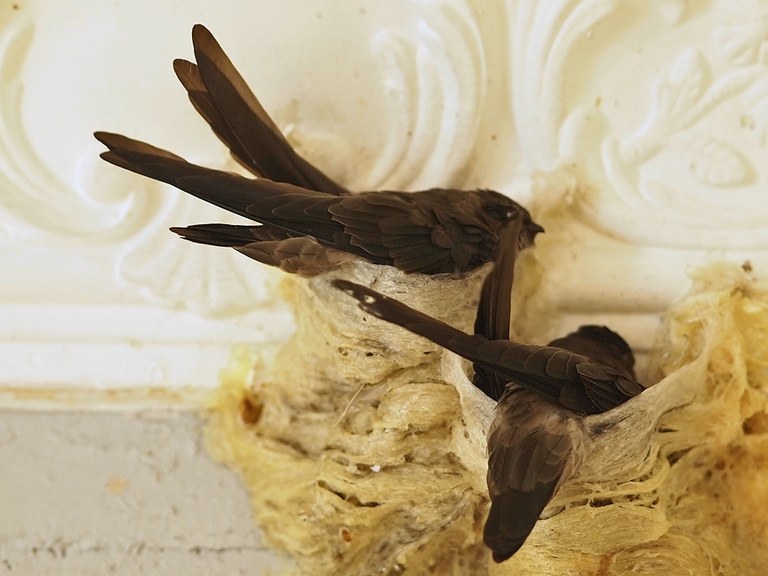 How To Choose Bird Nest How To Choose Bird Nest