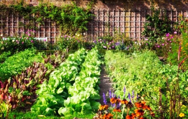 Benefits of Kitchen Garden