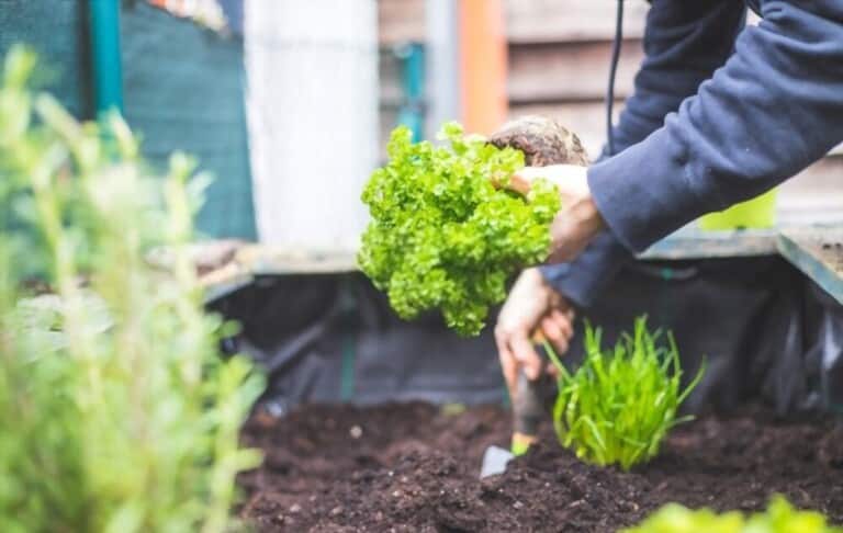 Benefits of Kitchen Garden Benefits of Kitchen Garden