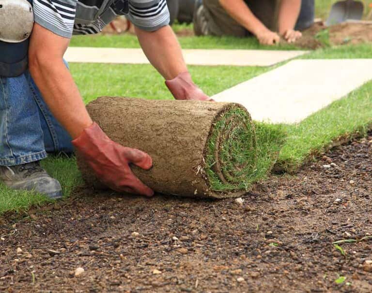 How To Grow Grass Fast And Cheap How To Grow Grass Fast And Cheap