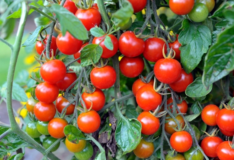 10 Best Vegetables For Small Garden 10 Best Vegetables For Small Garden
