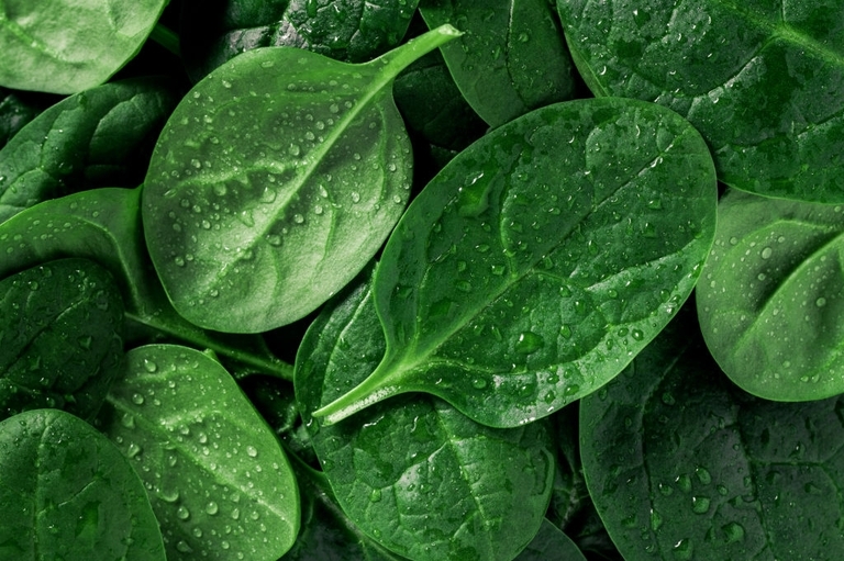 10 Best Vegetables For Small Garden 10 Best Vegetables For Small Garden