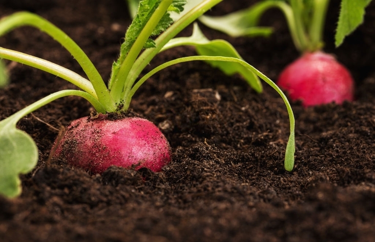 10 Best Vegetables For Small Garden 10 Best Vegetables For Small Garden