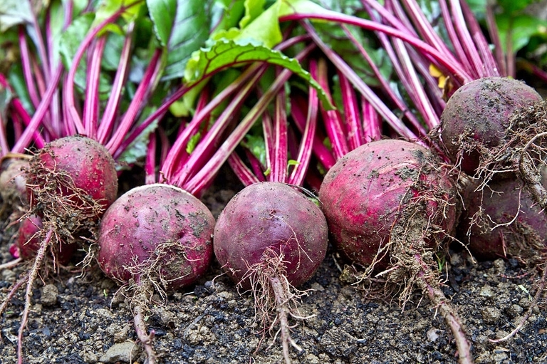 10 Best Vegetables For Small Garden 10 Best Vegetables For Small Garden