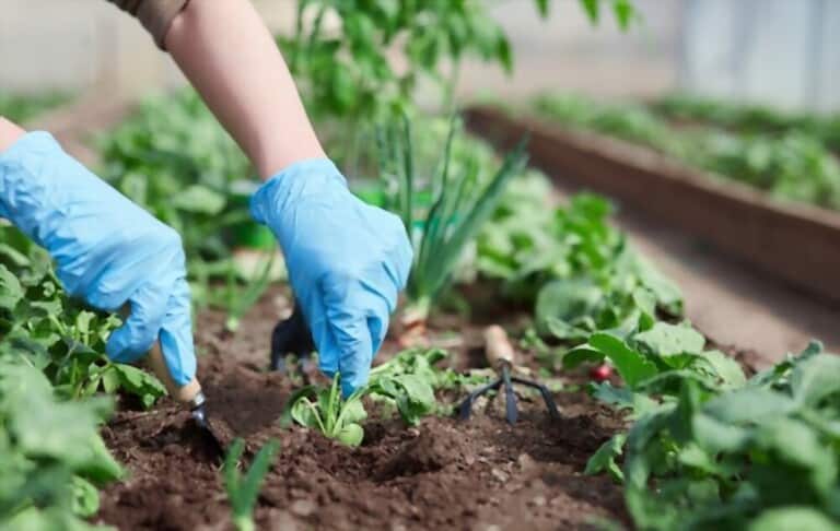 Different Types Of Gardening Different Types Of Gardening