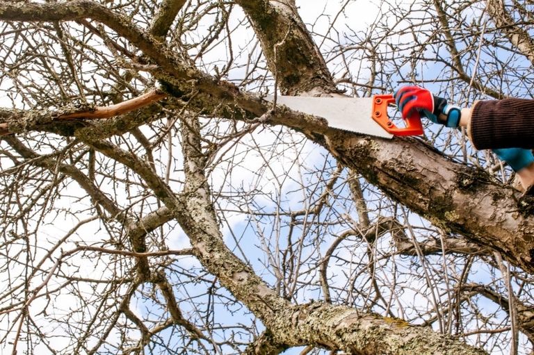 How To Trim A Large Tree? How To Trim A Large Tree?