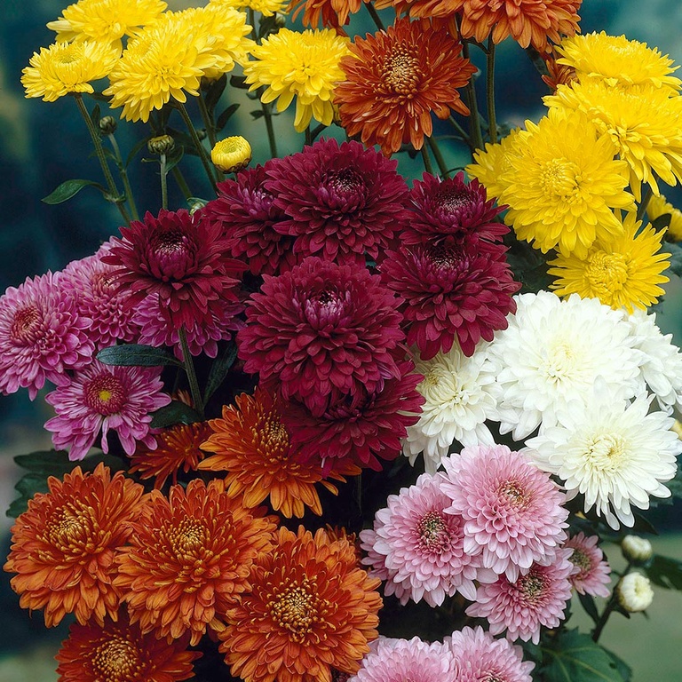 How To Plant Purple Mums How To Plant Purple Mums