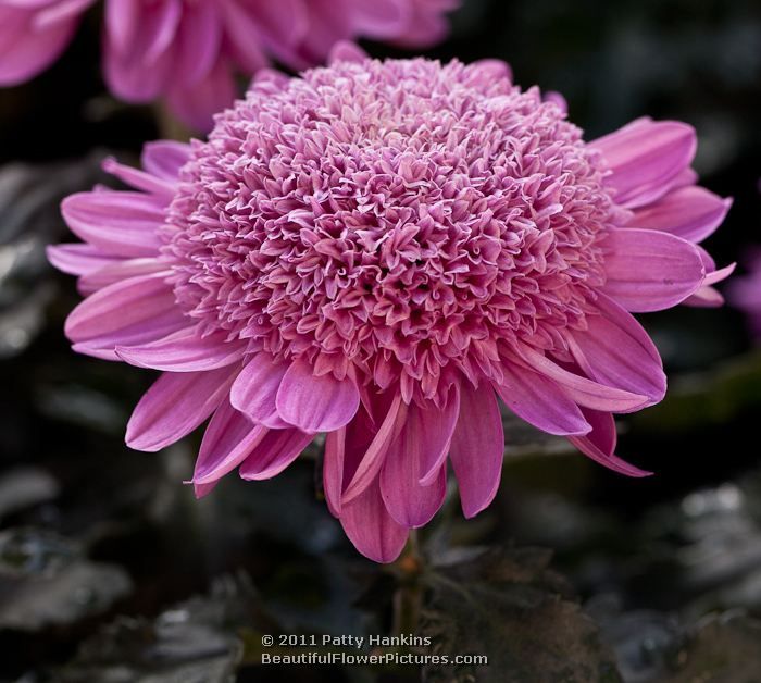 How To Plant Purple Mums How To Plant Purple Mums