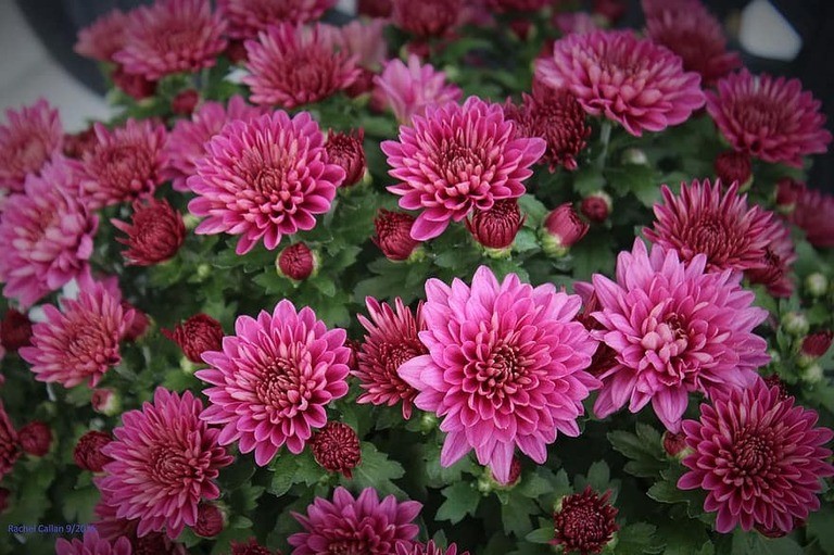 How To Plant Purple Mums How To Plant Purple Mums