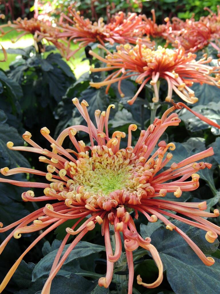 How To Plant Purple Mums How To Plant Purple Mums