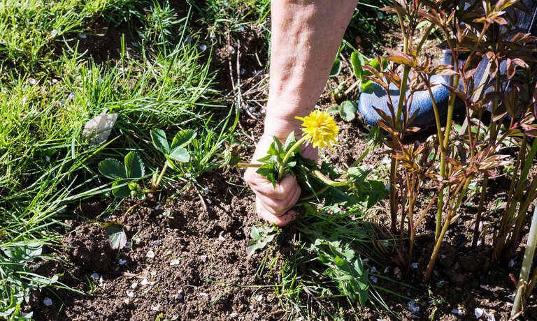How to Set Up A Rooftop Garden How to Set Up A Rooftop Garden